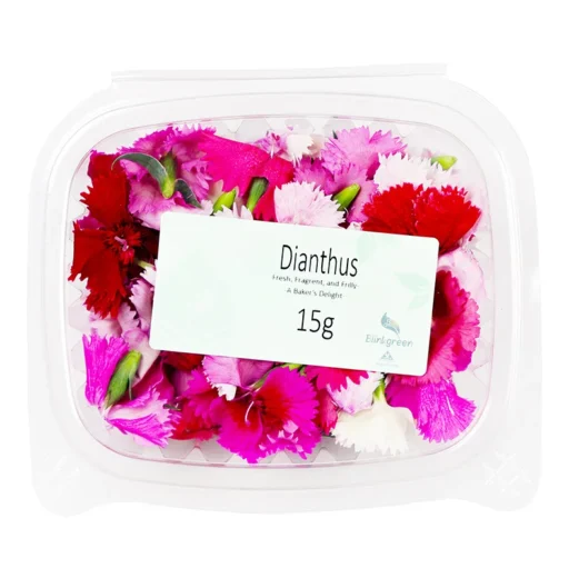 Dianthus