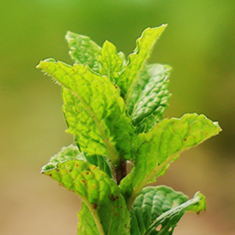 Mint